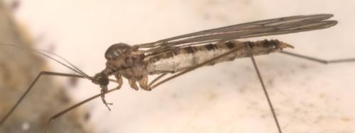 Réf. 316 537 : Trichocera annulata